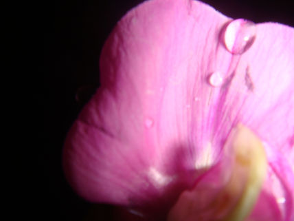 Orquídea salvaje