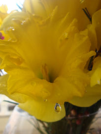 Gota en narciso