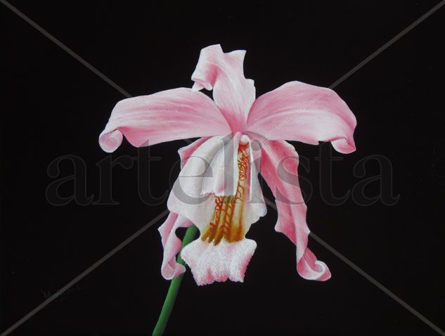 19-ORQUÍDEA Oil Panel Floral Painting