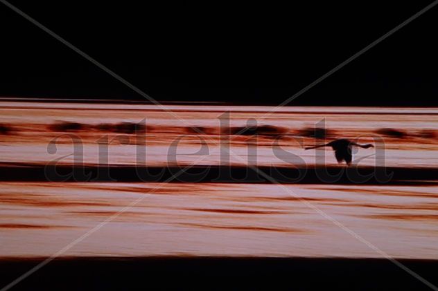 Ceder el paso a ocaso   Flamingo para Julia