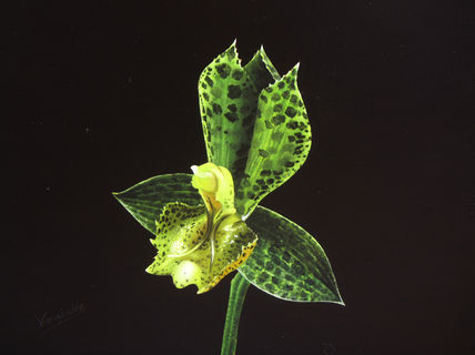 20-orquídea