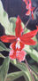 ORQUIDEA ROJA