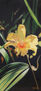 ORQUIDEA AMARILLA