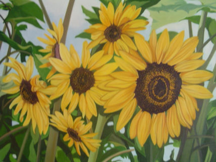 Girasoles