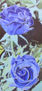 ROSA AZUL
