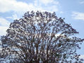 Jacaranda