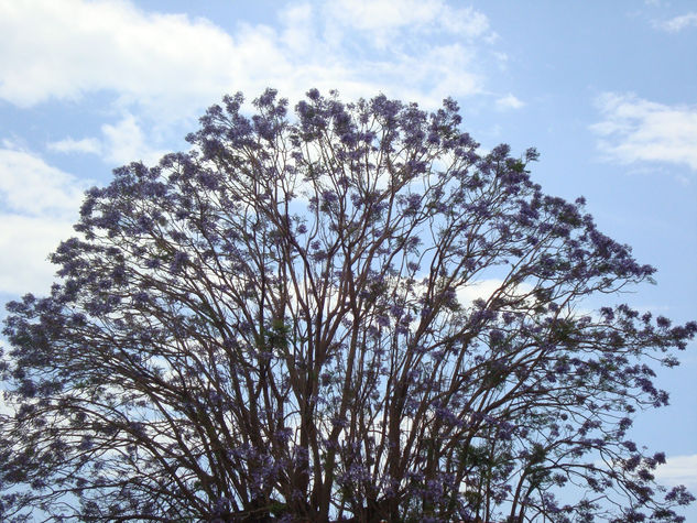 Jacaranda Architecture and Interiorism Black and White (Digital)