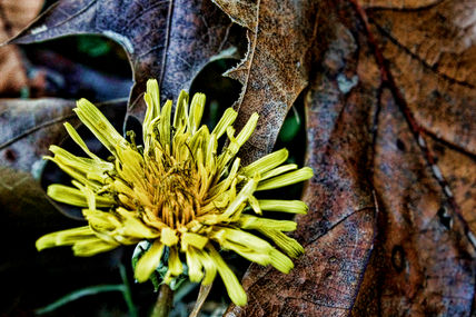 Vida y otoño