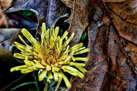 Vida y otoño