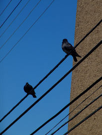 Pájaros