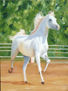 CABALLITO MIO