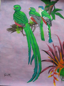 Quetzal trogon birds