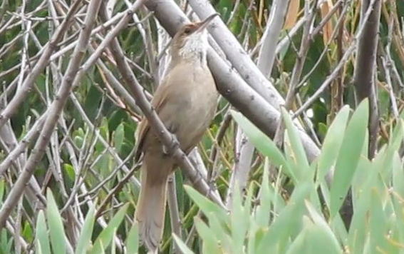 BANDURRITA CHAQUEÑA Tarphonomus certhioides II