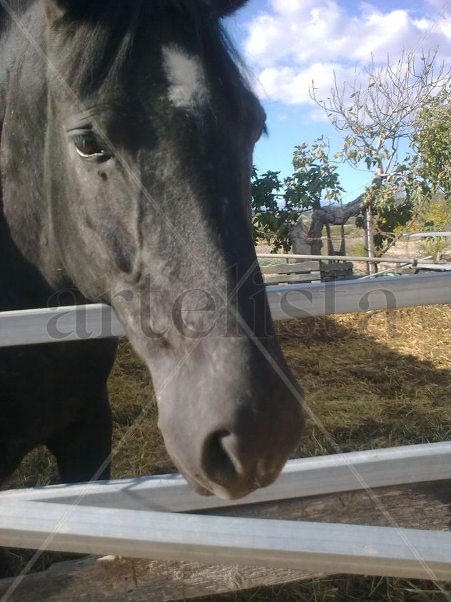 caballo