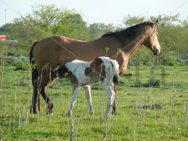 baya y potrillo Naturaleza Color (Digital)