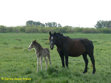 Picaza y potrillo
