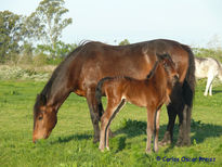 Zaina y potrillo