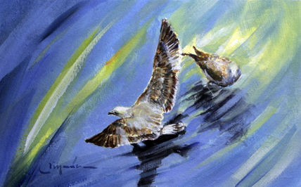 Gaviotas