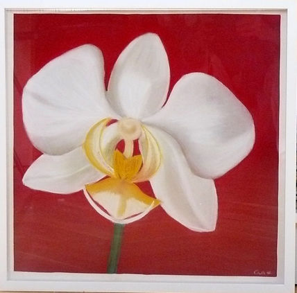 Orquidea blanca