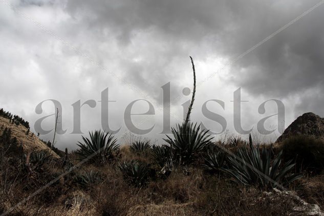 Llave Óleo Lienzo Paisaje