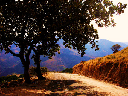 Camino