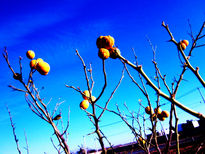 Naranjas