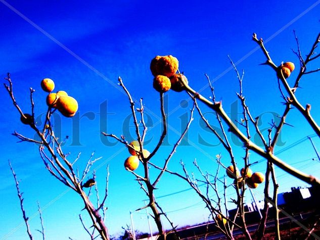 Naranjas 