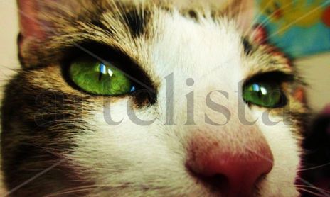 Life