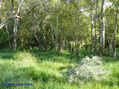 cardo y monte