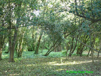 Verde alfombra