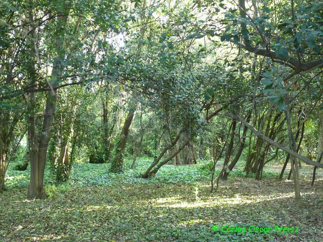 verde alfombra Nature Color (Digital)