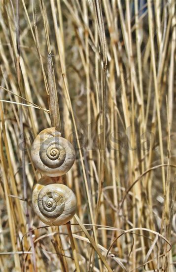 snails Naturaleza Color (Digital)