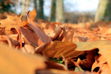 Otoño