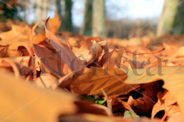 Otoño