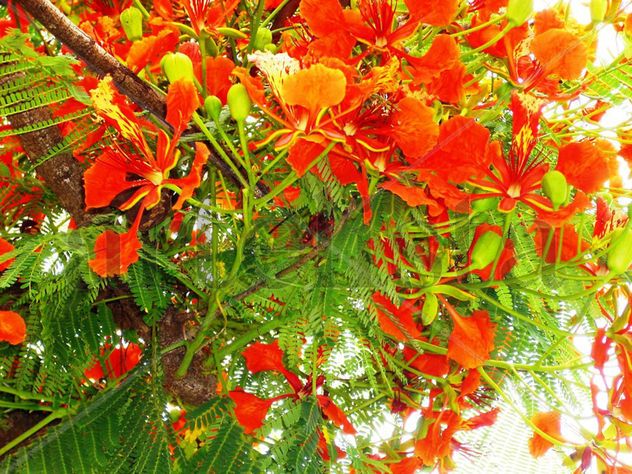 flores de chivato