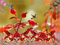 ORQUIDEAS ROJAS Y ZUMBADORES