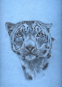 Leopardo de las nieves