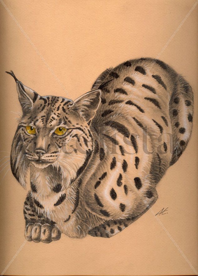 Lince ibérico