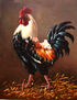 Rooster - the...