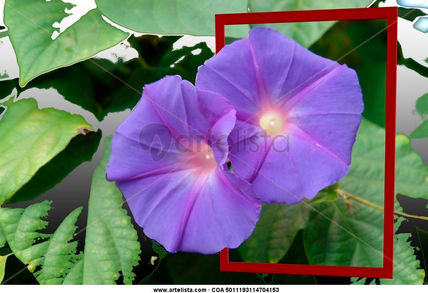 D-NE- Flores2