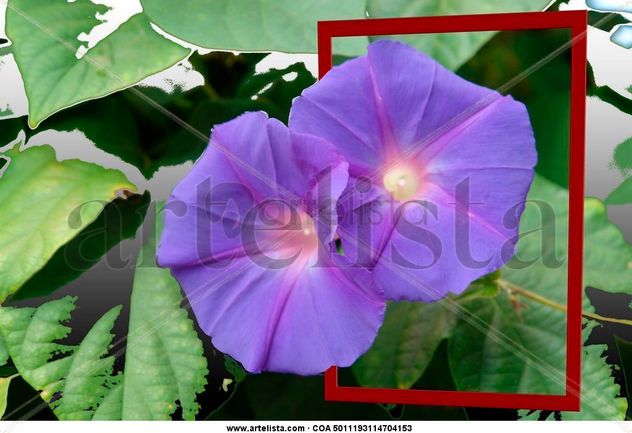 D-NE- Flores2