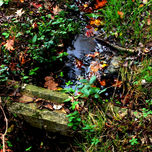 natura thumbnail 2