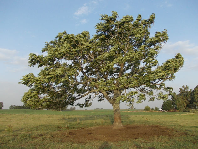 ARBOL.... Naturaleza Color (Digital)