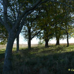 EL CAMPO thumbnail 2