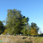 EL CAMPO thumbnail 1