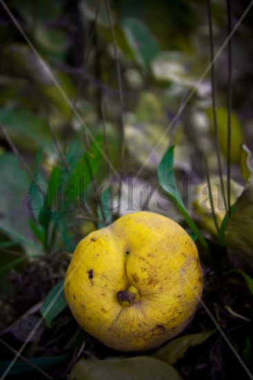 MEMBRILLO Still lifes Color (Digital)