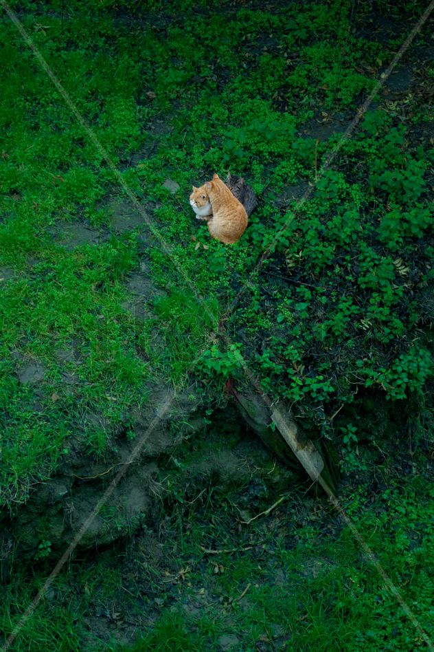 CATS