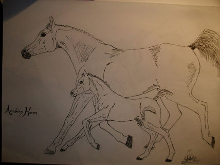 Arabian horse