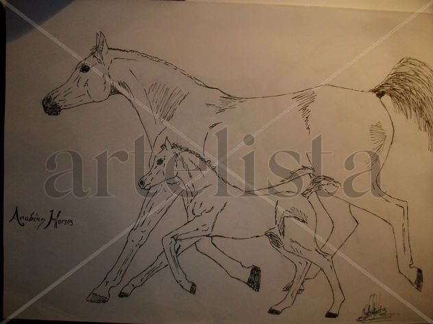 arabian horse