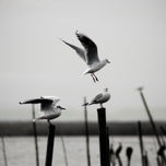 Albufera thumbnail 1